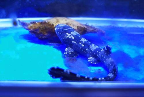 鲨鱼最新爆料消息,揭秘娱乐圈惊天秘密！