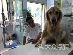 镇江宠物爆料网最新消息,最新宠物动态盘点，萌宠趣事一网打尽